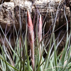 Schiedeana Air Plants - Tillandsia, Air Plant, Indoor Plant, House Plant, Terrarium Plant, Easy Care Plant, Bromeliad