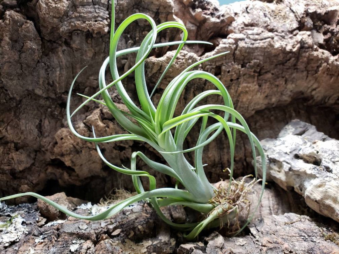 Mini Rubra Air Plants Tillandsia, Air Plant, Indoor Plant, House