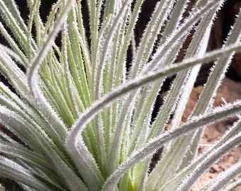 Tectorum Bush Form Air Plants - Tillandsia, Air Plant, Indoor Plant, House Plant, Terrarium Plant, Easy Care Plant, Bromeliad, Succulents