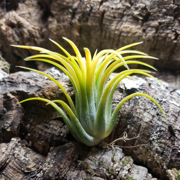 Ionantha Druid Air Plants - Tillandsia, Air Plant, Indoor Plant, House Plant, Terrarium Plant,  Easy Care Plant, Bromeliad