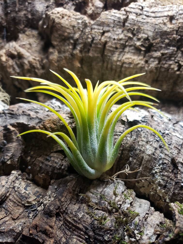 Ionantha Druid Air Plants - Tillandsia, Air Plant, Indoor Plant, Hous…