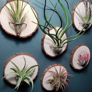 Soporte para plantas de aire Plant + Wood: Soporte de pared con alambre de aluminio.