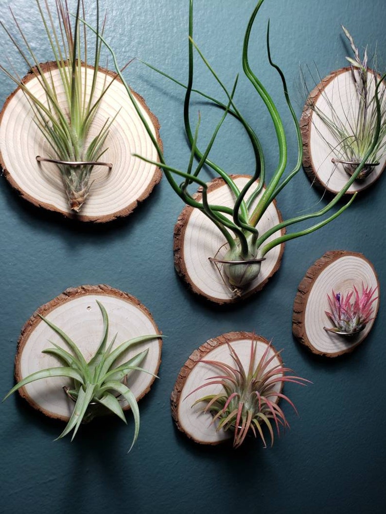 Air Plant Holder Wall Mount for Air Plants Wood Air Plant Etsy