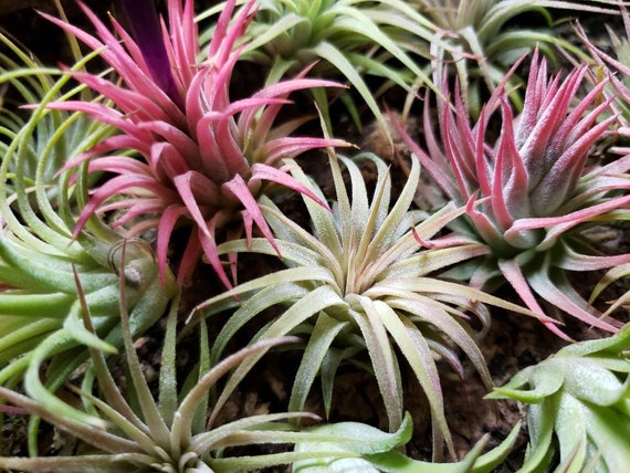 Mini Rubra Air Plants - Tillandsia, Air Plant, Indoor Plant, House