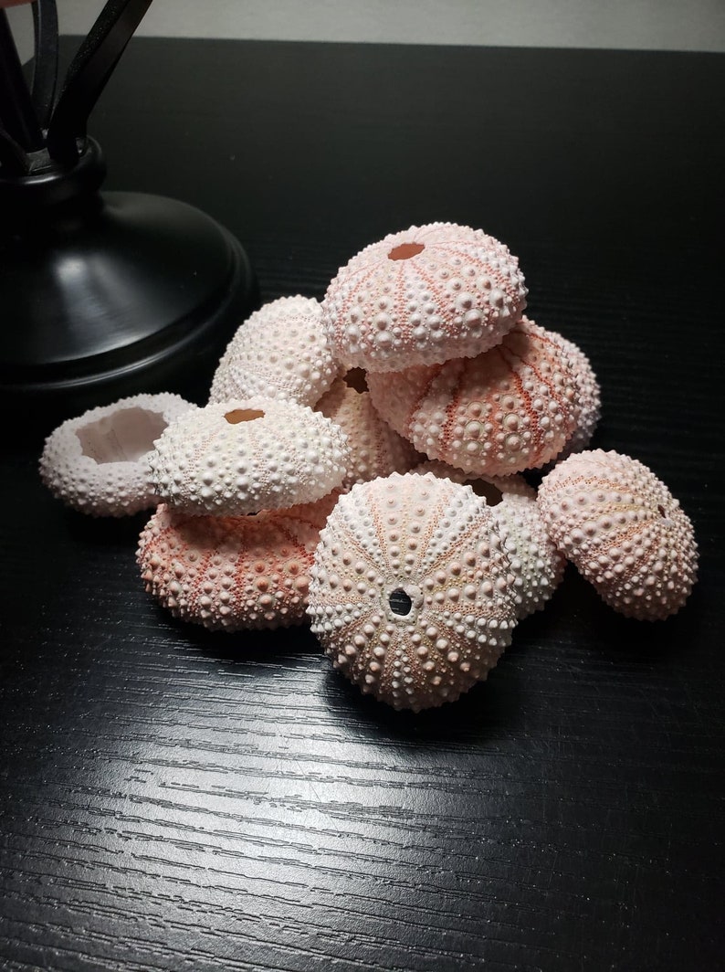 Hanging Air Plant Succulent Octopus Creature Sea Shell Jellyfish Air Plant Gift Pink Sea Urchin Shell --- Beach Nautical Bulk Sea