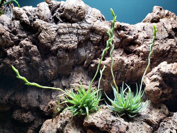 Loliacea Air Plant Clump: Miniature Tillandsia Terrarium Plant - Etsy
