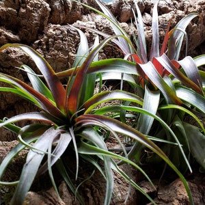 May include: Close-up of air plants with long, pointed leaves in shades of green, burgundy, and silver. The plants are mounted on a textured, brown bark background, showcasing their unique colors and textures. A natural, botanical theme.