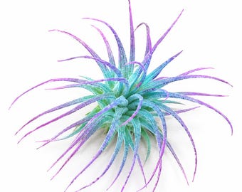 Tillandsia Chapeuensis V Turriformis - Etsy