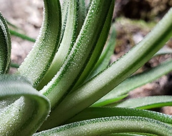 Ionantha Variegata Air Plants - Tillandsia, Air Plant, Indoor Plant, House Plant, Terrarium Plant,  Easy Care Plant