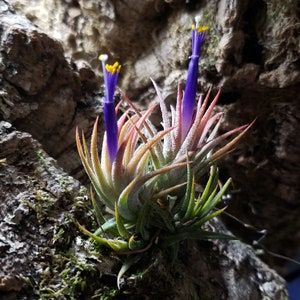 Ionantha Mexico Air Plants - Tillandsia, Air Plant, Indoor Plant, House Plant, Terrarium Plant, Easy Care Plant, Bromeliad