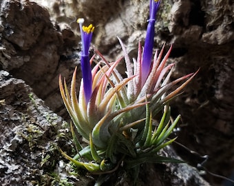 Air Plant, Tillandsia Ionantha, the Blushing Bride - Etsy