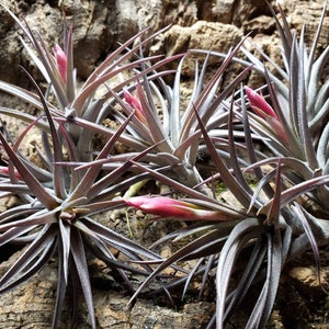 Jonesii Air Plants - Tillandsia, Air Plant, Indoor Plant, House Plant, Terrarium Plant, Easy Care Plant, Bromeliad, Succulents