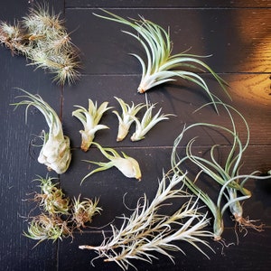 SALE! - HALF OFF B Grade Air Plants - Tillandsia, Air Plant, Indoor Plant, House Plant, Terrarium Plant, Easy Care Plant, Succulents