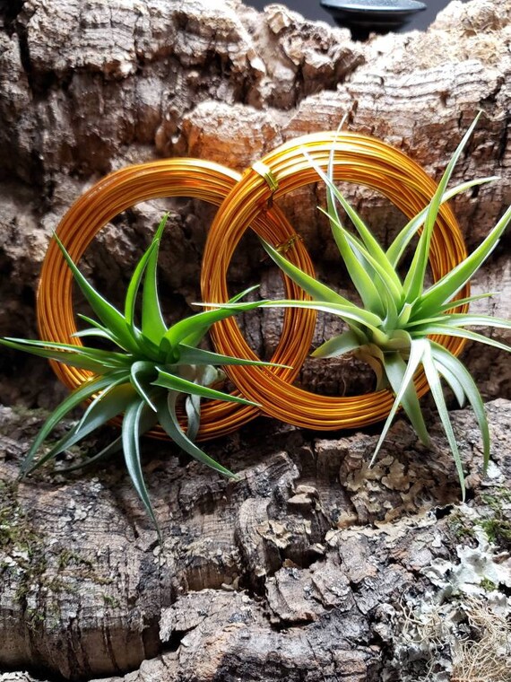 Copper Air Plant Wire Tillandsia Wire, Metal Stand, Spiral Plant