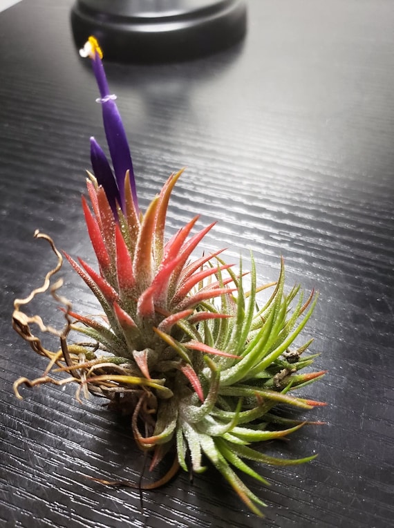 Ionantha Mexico Air Plant – Clumps or Singles Tillandsia - Etsy 日本
