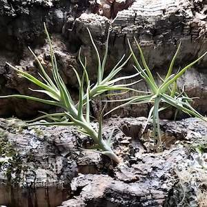 Diaguitensis Air Plants - Tillandsia, Air Plant, Indoor Plant, House Plant, Terrarium Plant, Easy Care Plant, Bromeliad, Succulents.