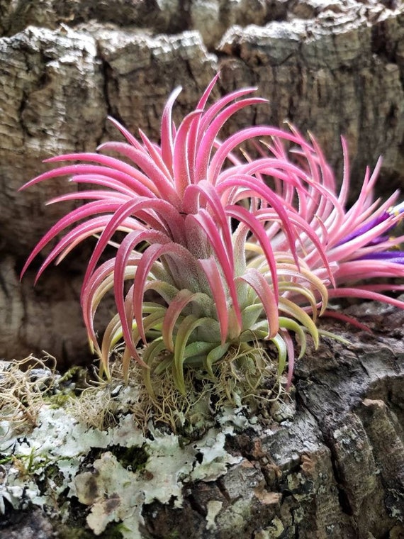 Pick Your Size Rubra Air Plants - Color Changing Green or Pink