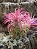 Rubra Air Plants - Tillandsia, Air Plant, Indoor Plant, House Plant, Easy Care Plant, Office Plant, Terrarium Plant, Bromeliad, Succulents 