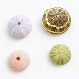 May include: Four sea urchin shells in various colors: lavender, green, pink, and a brown and green pattern. Each shell has a central hole and radial patterns, set against a white background. These decorative shells are perfect for coastal decor.