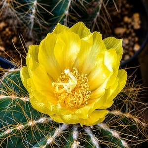 4" Pot Mammillaria Magnificus Cactus - Yellow Flower Easy Care Plant
