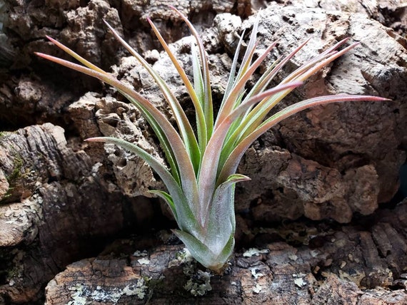 Mini Rubra Air Plants Tillandsia, Air Plant, Indoor Plant, House