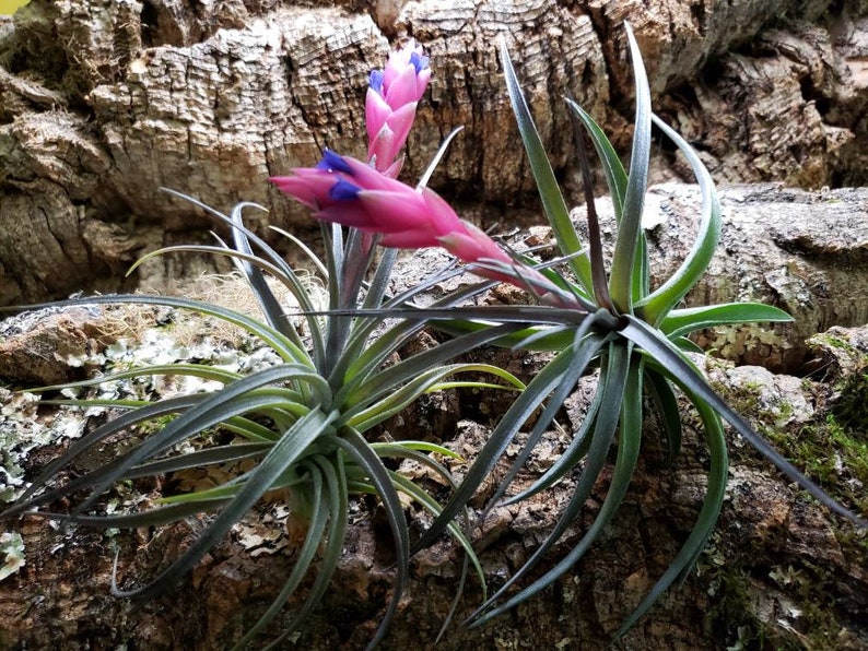 Aeranthos Purple Air Plants Tillandsia, Air Plant, Indoor Plant, House Plant, Terrarium Plant, Easy Care Plant, Bromeliad. image 6