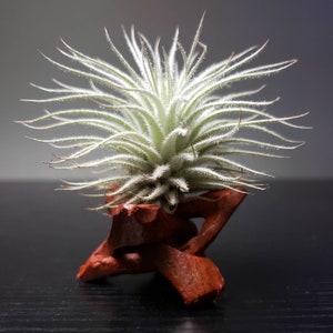 Tectorum Ecuador Air Plants, Fluffy and Fuzzy! Tillandsia, Air Plant, Indoor Plant, House Plant, Terrarium Plant, Easy Care Plant, Bromeliad