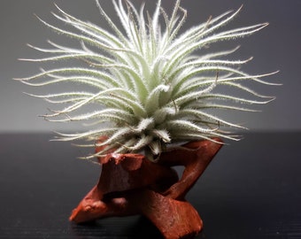 Fluffy White Snowball Tectorum Air Plant: Mist To Water Small To Large Size Tillandsia