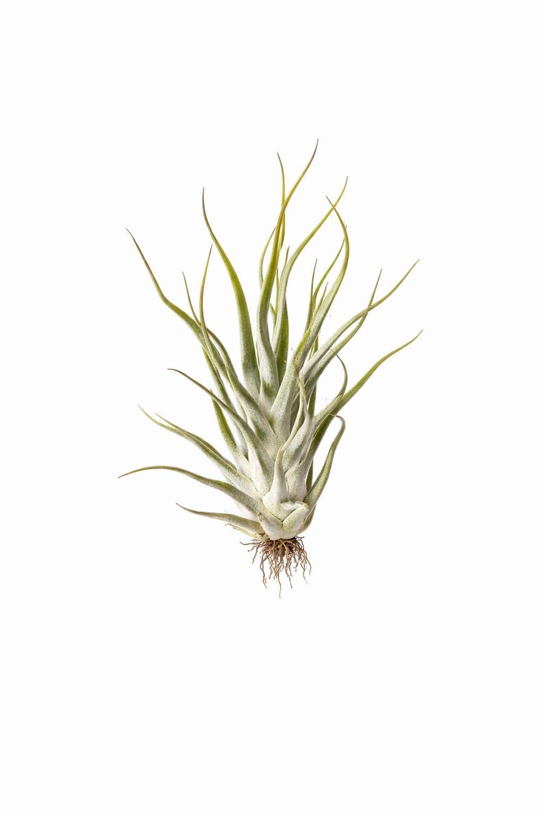 Ehlersiana x Bulbosa Air Plant
