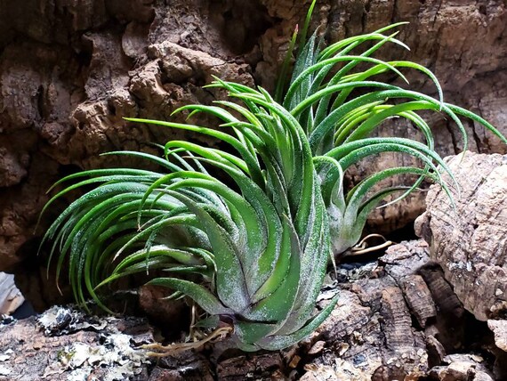 Tillandsia Pruinosa - Live air plant indoor house airplant