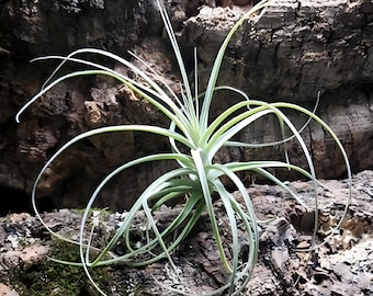 Tillandsia Chapeuensis V Turriformis - Etsy