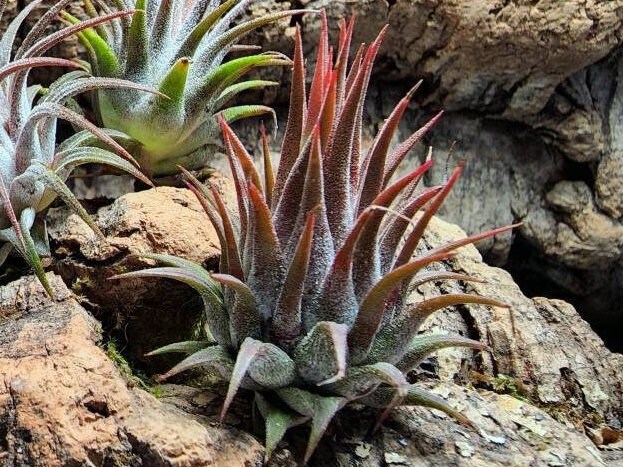 Tillandsia 