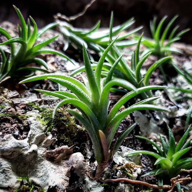 Neglecta Mini Air Plants Tillandsia, Air Plant, Indoor Plant, House Plant, Terrarium Plant, Easy Care Plant, Bromeliad, Succulents. image 1