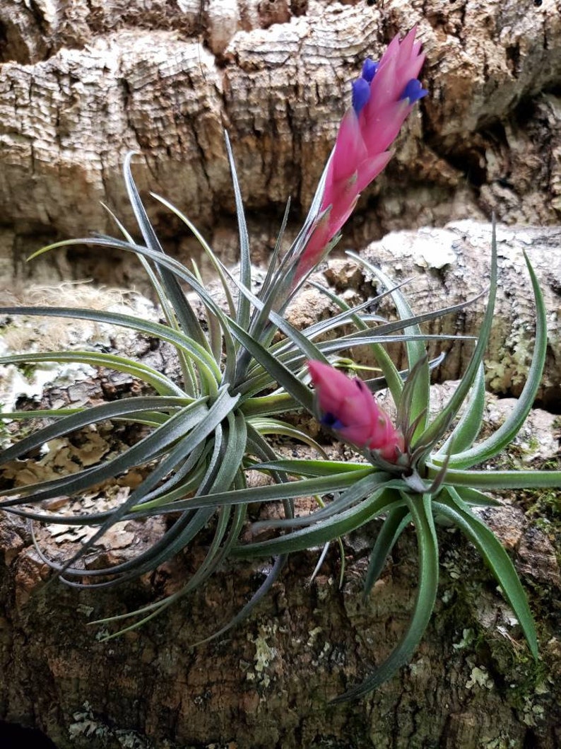 Aeranthos Purple Air Plants Tillandsia Air Plant Indoor Etsy