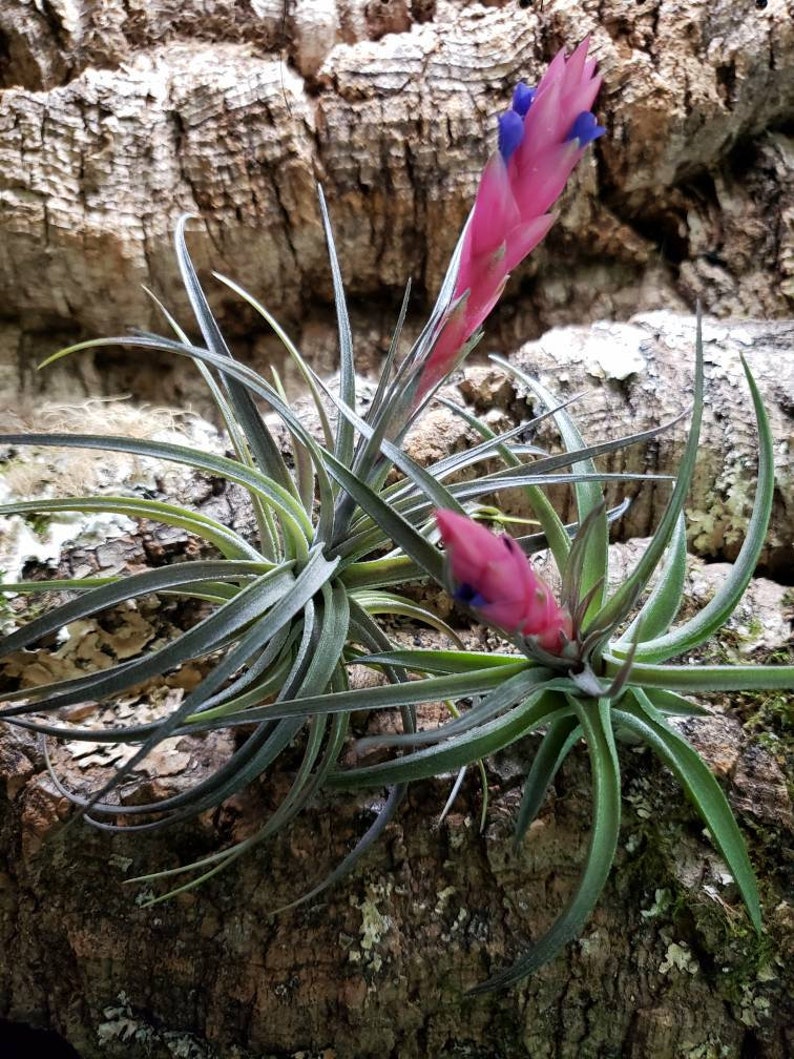 Aeranthos Purple Air Plants Tillandsia, Air Plant, Indoor Plant, House Plant, Terrarium Plant, Easy Care Plant, Bromeliad. image 7