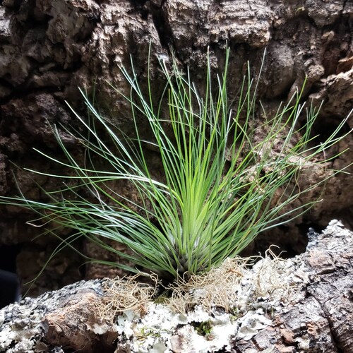 Filifolia Air Plants - Tillandsia, Air Plant, Indoor Plant, House Plant, Terrarium Plant, Easy Care Plant, Bromeliad, Succulents.