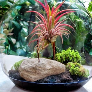 Stone And Wire Air Plant Holder - Air Plant Stand, Air Plant Display, Plant Mount.