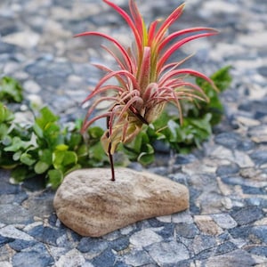 May include: A small, red and green air plant is displayed on a brown rock. The plant is sitting on a bed of small, gray stones.