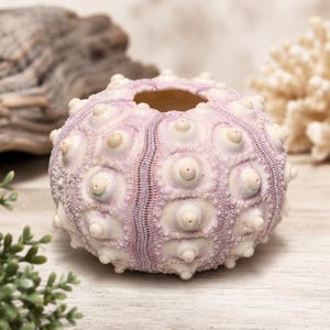 May include: A pale lavender sea urchin shell featuring a spherical shape with a hollow center. The exterior surface is covered in numerous small, raised, rounded bumps arranged in vertical rows, showcasing a natural, textured, and calcified appearance.