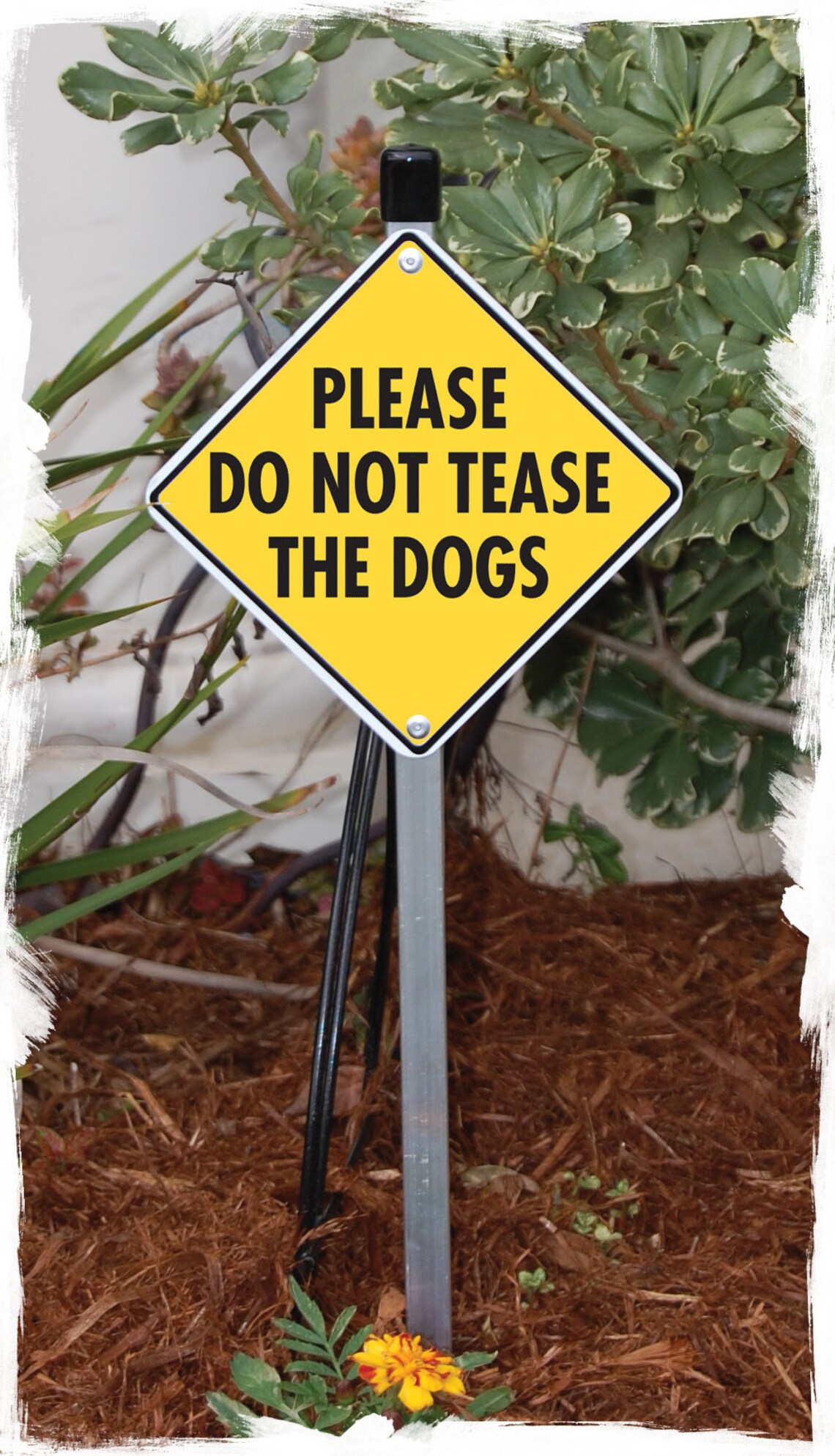 Please Do Not Tease the Dogs Aluminum Dog Sign or Vinyl Etsy