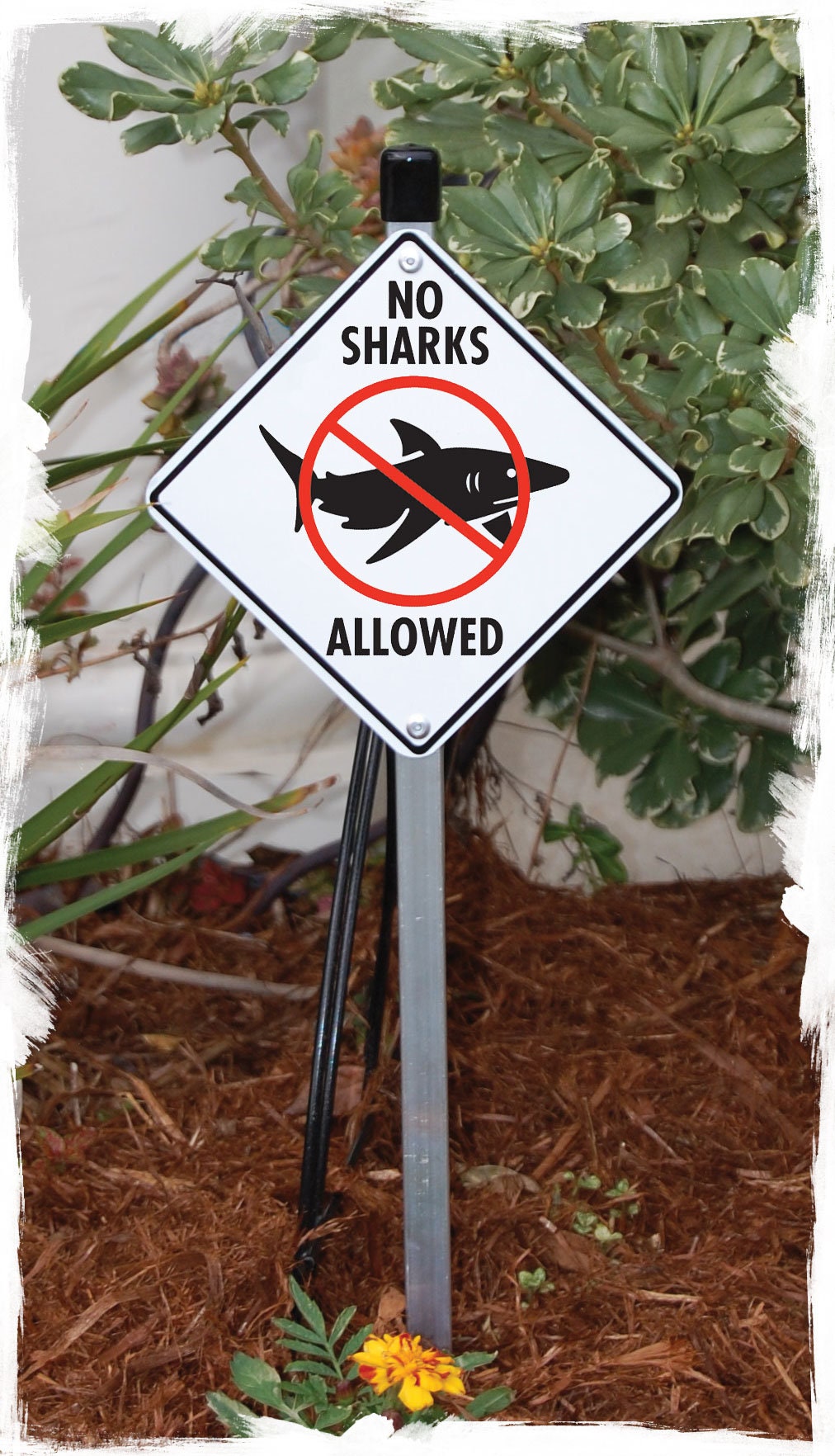 No Sharks Allowed Aluminum Shark Sign or Vinyl Sticker - Etsy