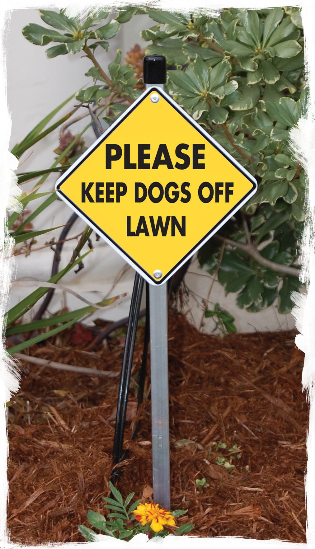 „No Pooping Dog“ Schild Für Garten & Hof – Doppelseitig, Wetterfest