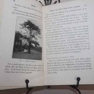 Vintage children's book, Look and Find Out Book I Trees, W Perceval Westall, children nature wildlife factual books, ex-library