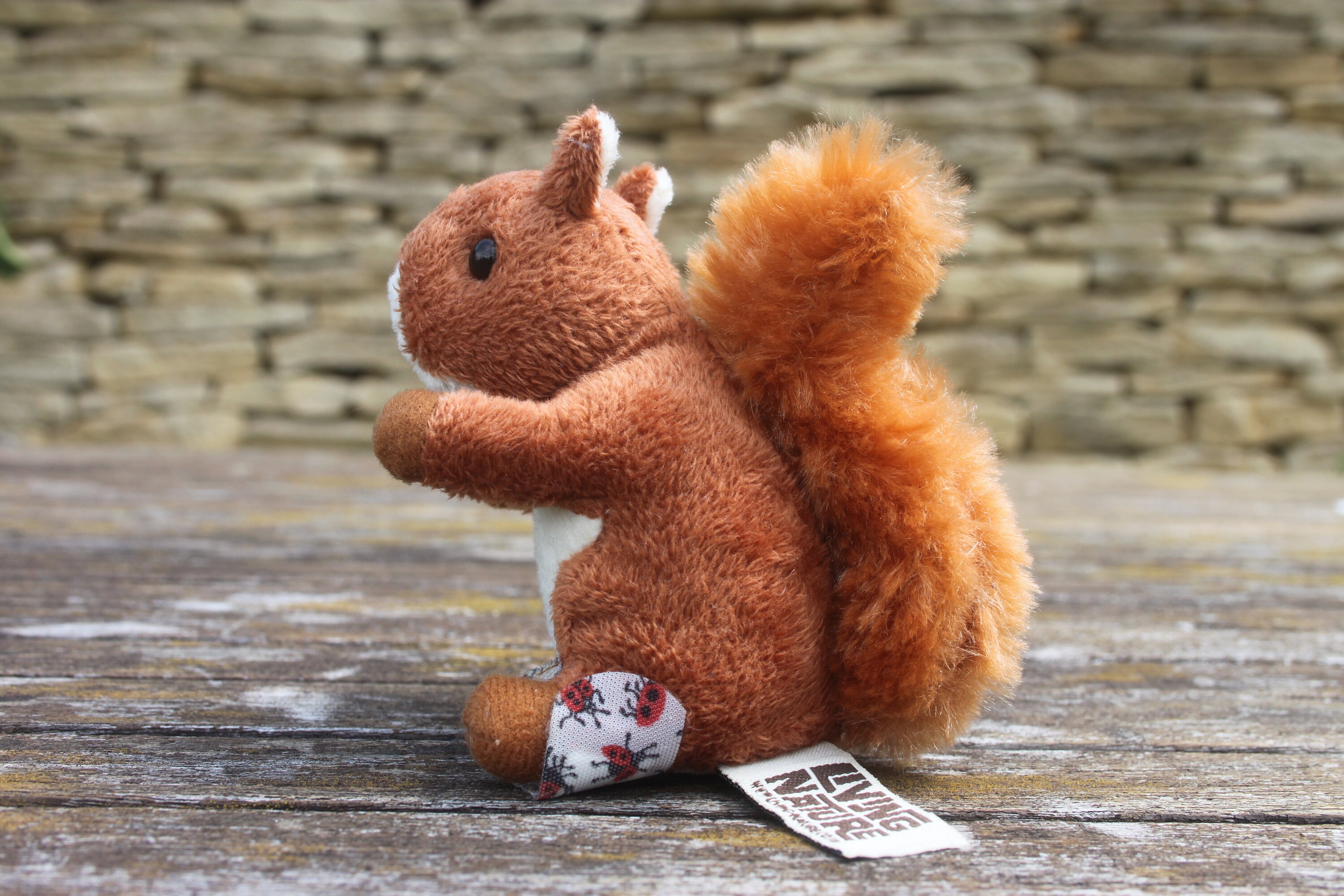 Red squirrel best sale teddy