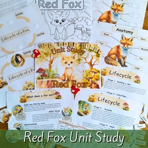 May include: Red Fox Unit Study educational materials.  The set includes a variety of colorful learning resources, such as a lifecycle chart, anatomy diagram, and a "What does a fox eat?" fact sheet.  The materials feature illustrations of red foxes and the text "Red Fox Unit Study".