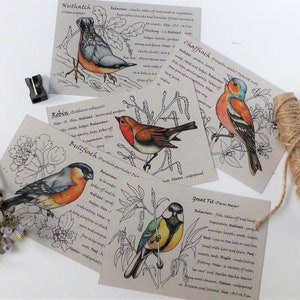 Pack of 5 Garden Birds postcards bird spotter gifts for him eco friendly recycled Fathers Day gift ideas image 1