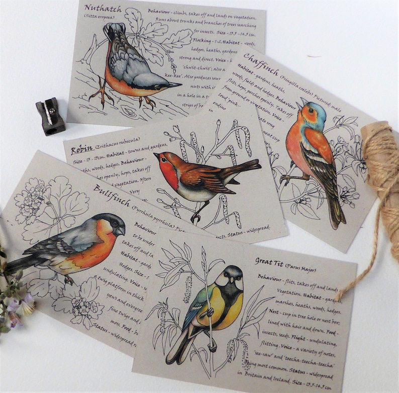 Pack of 5 Garden Birds postcards bird spotter gifts for him eco friendly recycled Fathers Day gift ideas image 1