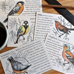 Pack of 5 Garden Birds postcards bird spotter gifts for him eco friendly recycled Fathers Day gift ideas image 6