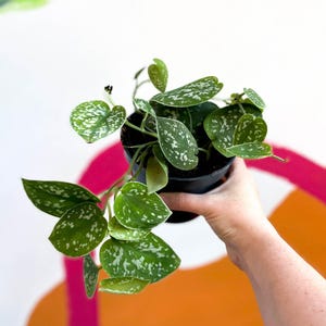 Scindapsus pictus 'Argyraeus' - Satin Pothos