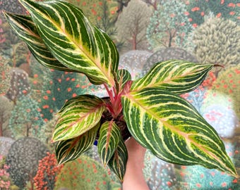 Aglaonema 'Dreamcatcher' - Chinese Evergreen